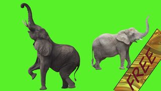 angry elephant green screen| elephant green screen| green screen elephant