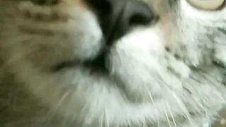 Talking Cat Blessy