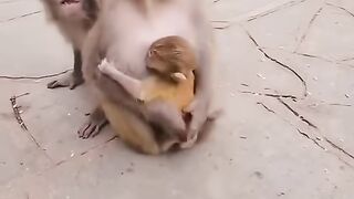 Mother monkey doesn't allow anyone to touch her baby