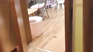 Cat funny and cute cats  ep 2