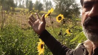 Village green flower