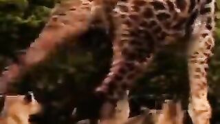 Giraffe Attacked by linr