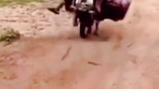 Very Funny Videos