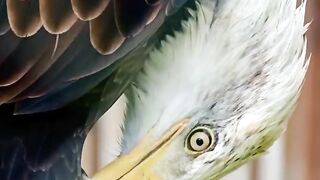Eagle/Animal lover/wildlife/Animal facts