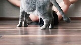 Funny cat cut