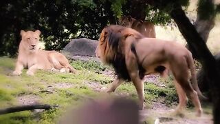 Lion tiger fight