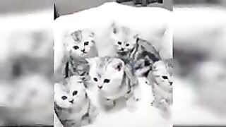 Cat videos
