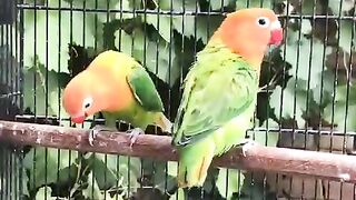 Green parrots ll parrots
