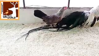 The long tail of this rooster