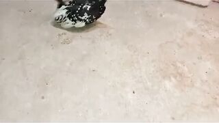 Fancy birds are beautiful