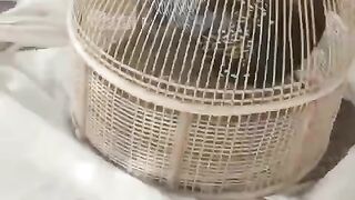 The bird is happy?