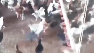 The farm of chicken