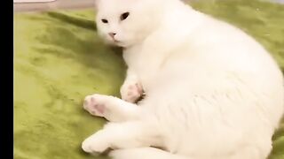 Cute cats #cutecat #animallovers #funnycats