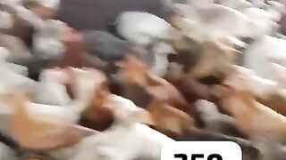 The poultry farm