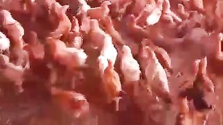 A set of chicken