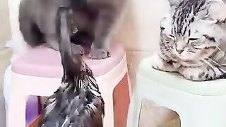 funy video funy and smart cat