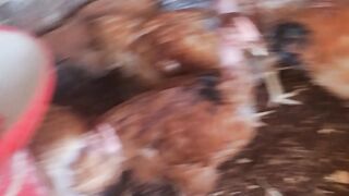 Chicken ????????????????????????????????