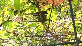 Tiny sparrow
