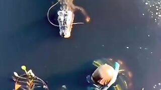Really need guts to punch a crocodile inside water