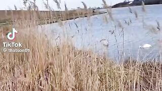 Insane goose hunting