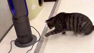 Funny Cats And Dogs Videos