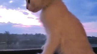 Lil guy is in awe of the world