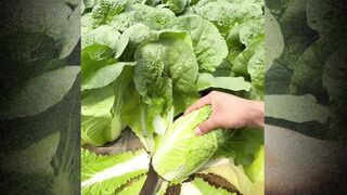 THESE VEGETABLES ARE VERY TEMPTING TO THE TASTE
