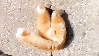 Funny video