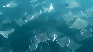 Ocean life