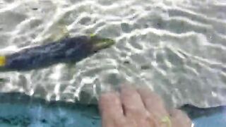 Fish wants to be pet  ????