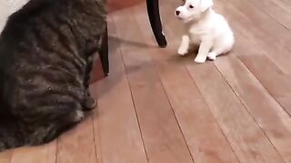 (WARNING! GRAPHIC!) Vicious feline brutally attacks a helpless puppy