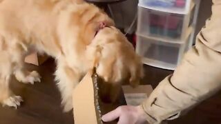 The story behind viral video of golden retriever getting a surprise