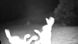 Two Rabbits are filmed fighting in the middle of the night.
