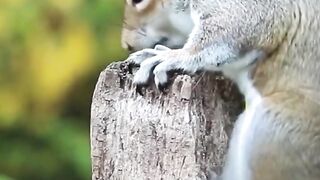 animal video#Afridi#05