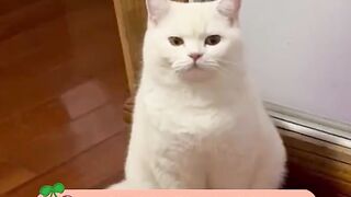 I will definitely leave no survivors next time. # Funny # Cat # Cute