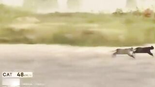 Animal speed comparison