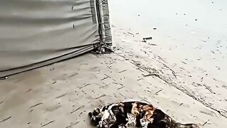 Спасает кошку