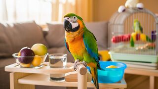 Domestic parrots: how to take care of these exotic animals at home?