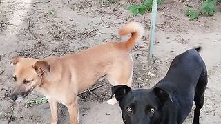 Собачки