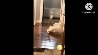 Funny cat videos | cute cats | Try not to laugh | Cat videos Compilation