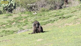 A 100-pound baboon was eating when a hunter crushed his skull