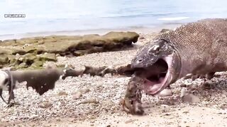 Komodo dragons eat goats alive.