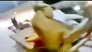 بغل والسرعة الفائقة