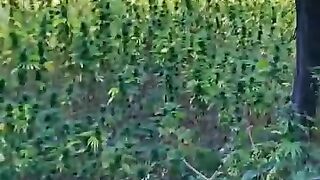 المعجون ههههه