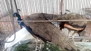 The peacock of a breed