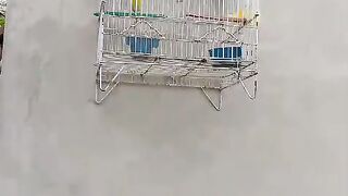 The cage behind
