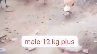 Twelve kg