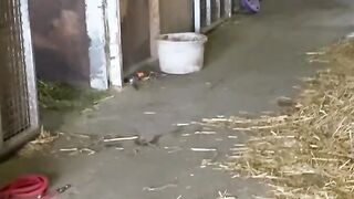duck running wild