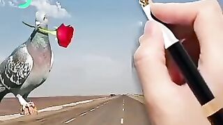 صباح النور
