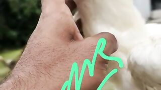 The eyes of a rooster
